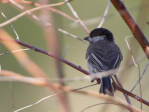 Poecile lugubris - Sombre Tit - Balkanmes