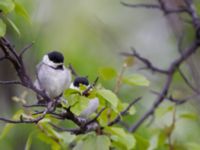 Poecile montanus 1cy Njulla, Abisko, Kiruna, Torne lappmark, Lappland, Sweden 20150708_0168