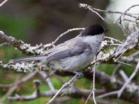 Poecile montanus Dolparna, Ånnsjön, Ånnsjön, Åre, Jämtland, Sweden 20110712 188