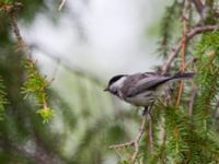 Poecile montanus Dolparna, Ånnsjön, Ånnsjön, Åre, Jämtland, Sweden 20110712 196