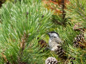 Poecile palustris - Marsh Tit - Entita