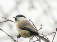 Poecile palustris Gäddängen, Hörby, Skåne, Sweden 20080331B 008