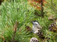 Poecile palustris Hallands Väderö, Båstad, Skåne, Sweden 20160807_0140