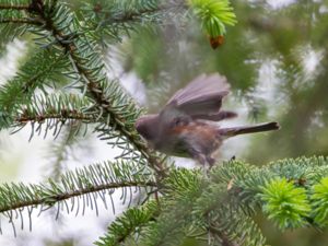 Poecile rufescens - Chestnut-backed Chickadee - Rostmes