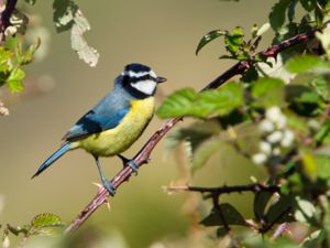 Cyanistes teneriffae - African Blue Tit - Koboltmes