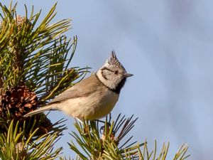 Lophophanes cristatus - Crested Tit - Tofsmes