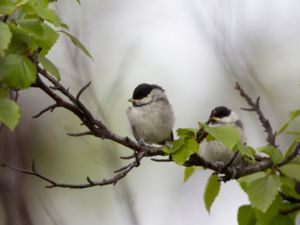 Poecile montanus - Willow Tit - Talltita