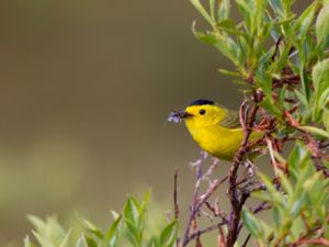 Cardellina pusilla - Wilson's Warbler - Svartkronad skogssångare