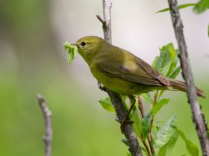 Leiothlypis celata - Orange-crowned Warbler - Gulkronad skogssångare