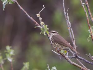 Parkesia noveboracensis - Northern Waterthrush - Nordlig piplärksångare