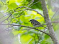 Setophaga coronata Exit Glacier road, Seward, Alaska, USA 20140615B_0042325