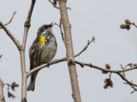 Setophaga coronata Reflection Lake, Anchorage, Alaska, USA 20140623_0513