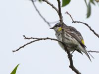 Setophaga coronota Reflection Lake, Anchorage, Alaska, USA 20140623_0523