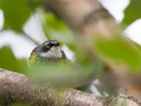 Setophaga coronota Reflection Lake, Anchorage, Alaska, USA 20140623_0527