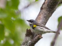 Setophaga coronota Reflection Lake, Anchorage, Alaska, USA 20140623_0529