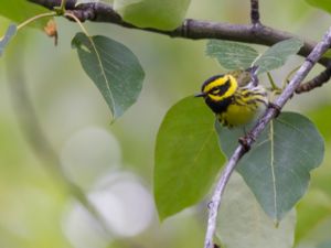 Setophaga townsendi - Townsend's Warbler - Townsends skogssångare