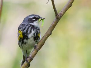 Setophaga coronata - Yellow-rumped Warbler - Myrtensångare