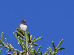 Junco hyemalis - Dark-eyed Junco - Mörkögd junco