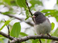 Junco hyemalis hyemalis Anchorage Summer Lagoon, Anchorage, Alaska, USA 20140614B_0183