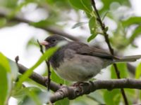 Junco hyemalis hyemalis Anchorage Summer Lagoon, Anchorage, Alaska, USA 20140614B_0185