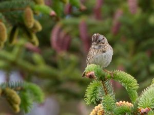 Melospiza lincolnii - Lincoln's Sparrow - Lincolnsparv