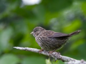 Melospiza melodia - Song Sparrow - Sångsparv