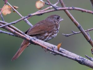 Paserella iliaca - Fox Sparrow - Rävsparv