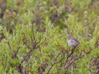 Passerculus sandvichensis anthinus Milepost 13, Denali Highway, Alaska, USA 20140627_0059