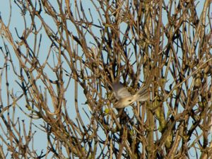 Spizelloides arborea - American Tree Sparrow - Tundrasparv