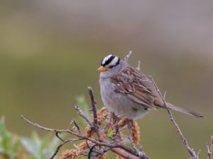 Zonotrichia leucophrys - White-crowned Sparrow - Vitkronad sparv