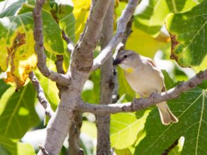 Gymnoris xanthocollis - Chestnut-shouldered Petronia - Gulstrupig stensparv