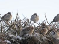 Passer domesticus B-området, Almåsa, Malmö, Skåne, Sweden 20240105_0011