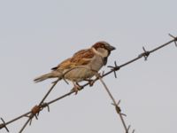 Passer domesticus ad male Maagan Mikhael, Israel 2013-03-27 066