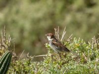 Passer hispaniolensis hispaniolensis Cap Rihr, Morocco 20180225_0050