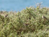 Passer hispaniolensis hispaniolensis Cap Rihr, Morocco 20180225_0056