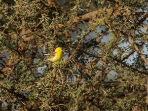 Passer luteus - Sudan Golden Sparrow - Sudanguldsparv