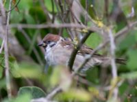 Passer montanus Gustavgatan 20, Limhamn, Malmö, Skåne, Sweden 20151009_0015