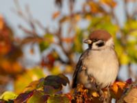 Passer montanus Klagshamns hamn, Klagshamns udde, Malmö, Skåne, Sweden 20131014_0100