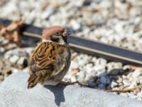 Passer montanus Limhamns kyrkogård, Malmö, Skåne, Sweden 20160321_0035