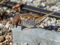 Passer montanus Limhamns kyrkogård, Malmö, Skåne, Sweden 20160321_0036