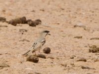 Passer simplex saharae male Camel Drinking, Awsard Road, Western Sahara, Morocco 20180219_0147