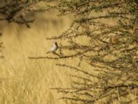 Passer simplex saharae male Oued Jenna, Awsard Road, Western Sahara, Morocco 20180221_0023