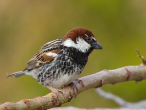 Passeridae - Old World Sparrows - Sparvfinkar