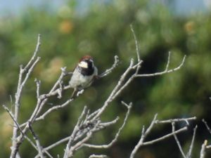 Passer italiae - Italian Sparrow - Italiensk sparv