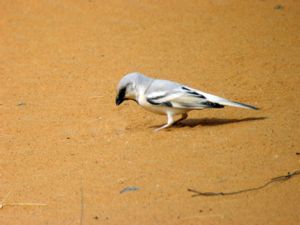 Passer simplex - Desert Sparrow - Ökensparv