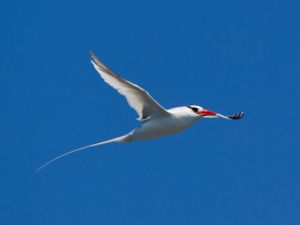 Phaethon aethereus - Red-billed Tropicbird - Rödnäbbad tropikfågel