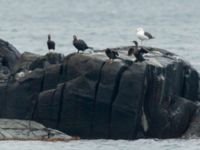 Phalacrocorax aristotelis Torekov, Båstad, Skåne, Sweden 20181030_0002