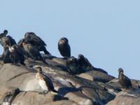 Phalacrocorax aristotelis ad Påarps mal, Torekov, Båstad, Sweden 20161119_0017