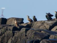 Phalacrocorax aristotelis ad et 1cy Påarps mal, Torekov, Båstad, Sweden 20161119_0013