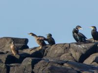 Phalacrocorax aristotelis ad et 1cy Påarps mal, Torekov, Båstad, Sweden 20161119_0019